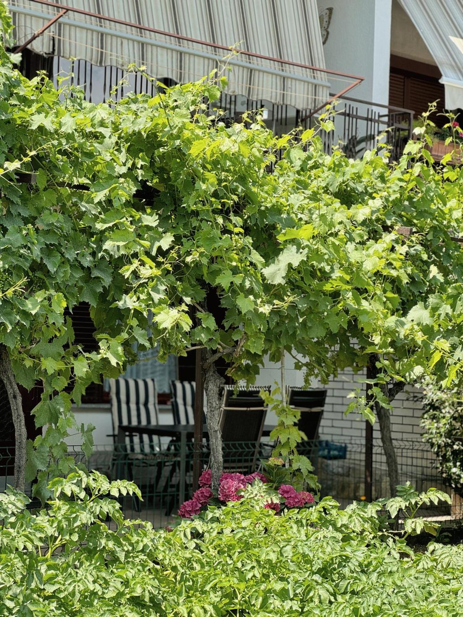 Apartment Gregoric Izola Exterior photo